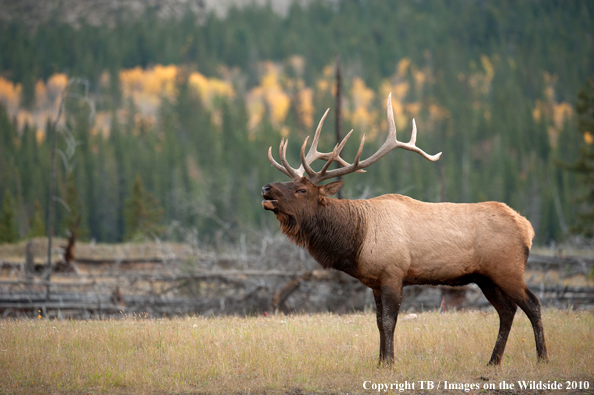 Rocky Mountain Bull Elk bugling. 