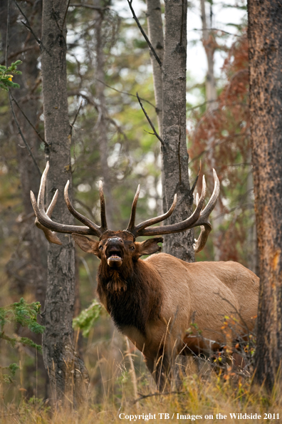 Bull elk bugling. 