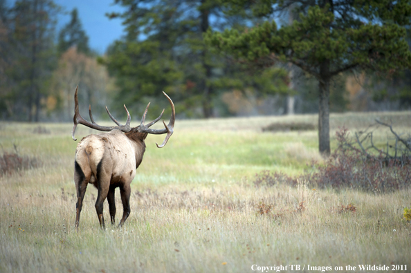 Rocky Mountain bull elk in habitat. 