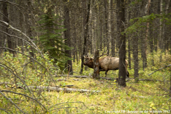 Bull elk in habitat. 