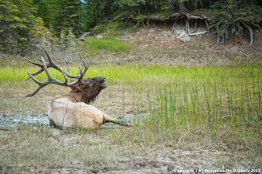 Bull elk bugling, wading in mud.