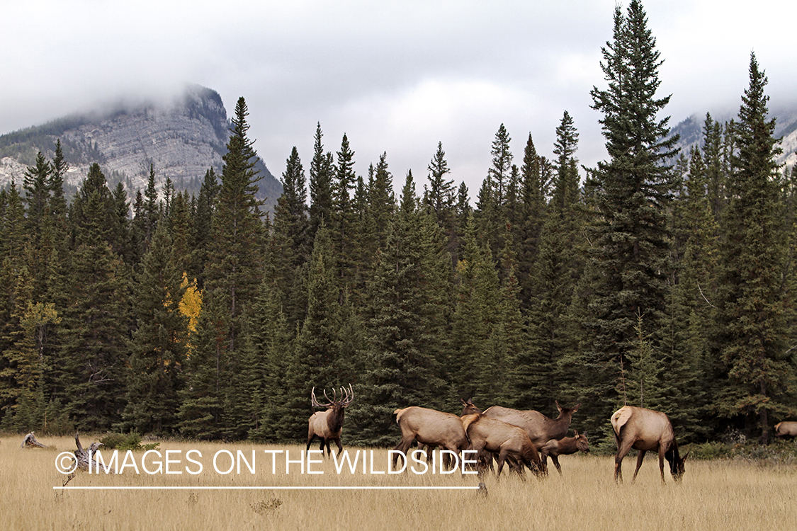 Rocky Mountain Bull Elk with harem of cows during the rut.