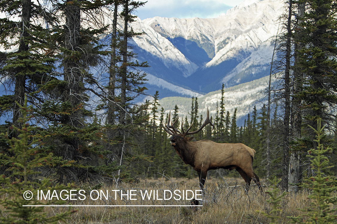 Rocky Mountain Bull Elk bugling in habitat.