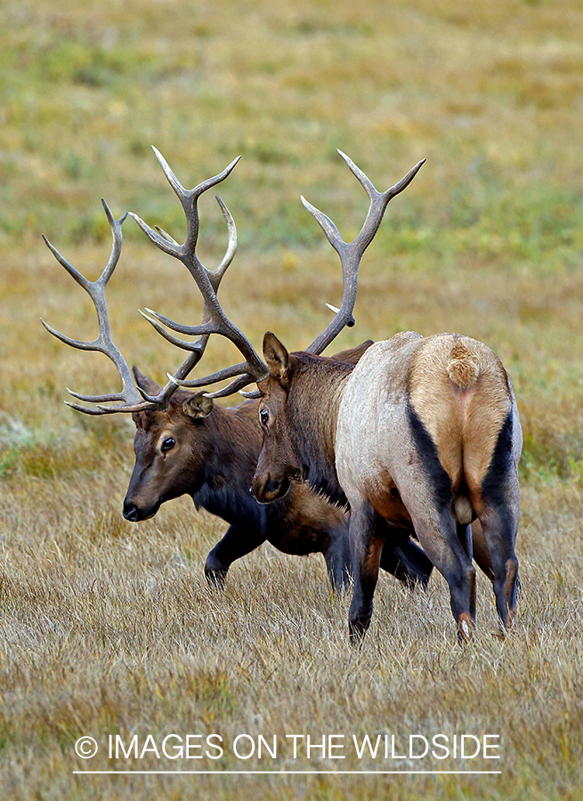 Bull elk sparring in field.