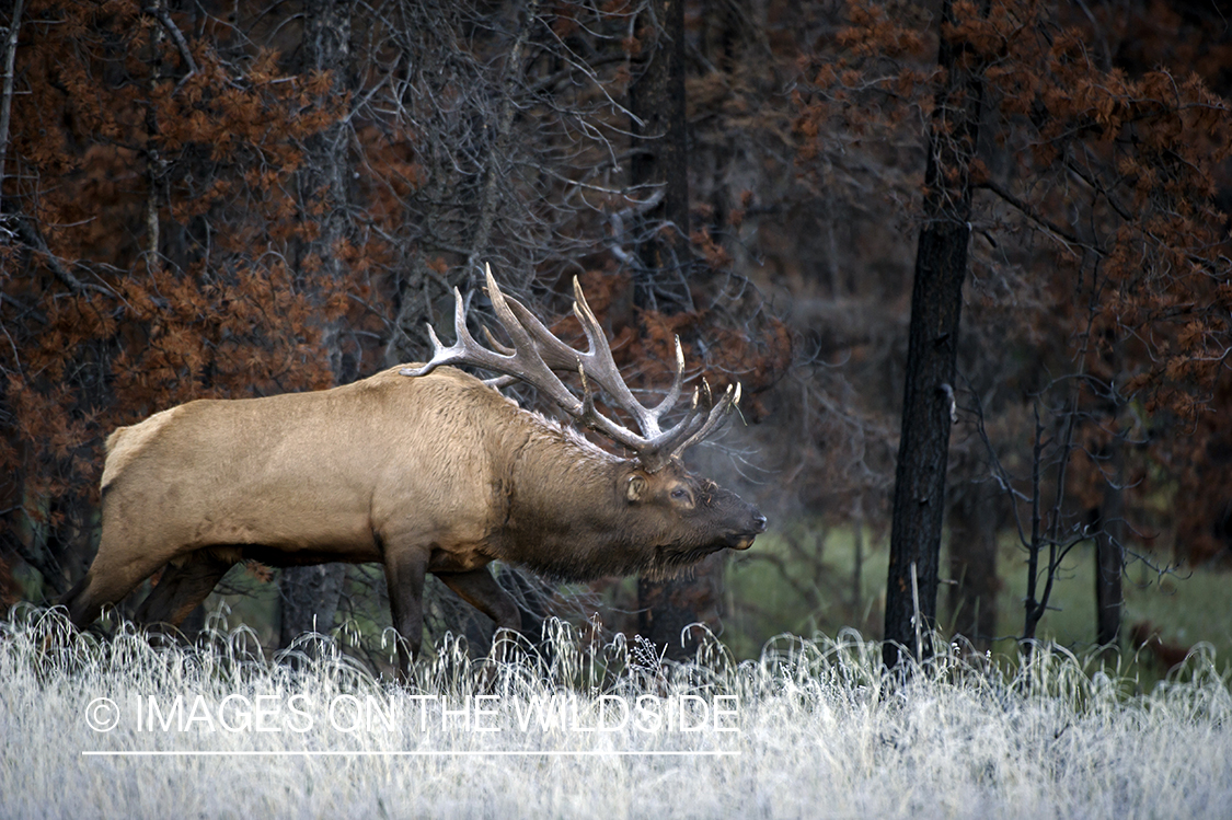 Elk in field.