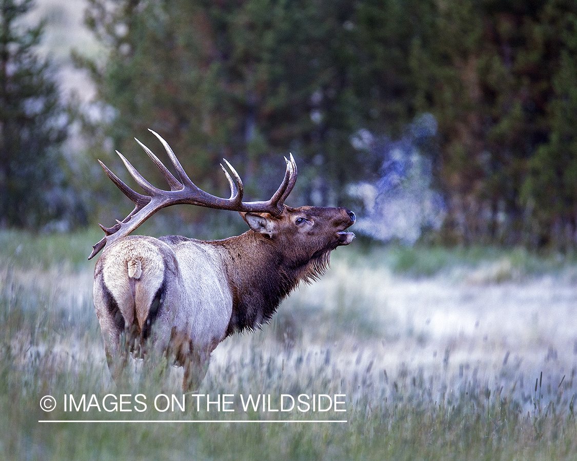 Bull elk bugling in field.