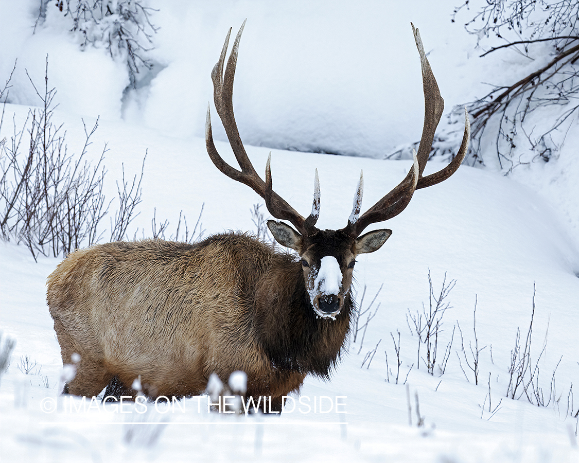 Bull elk in snow.