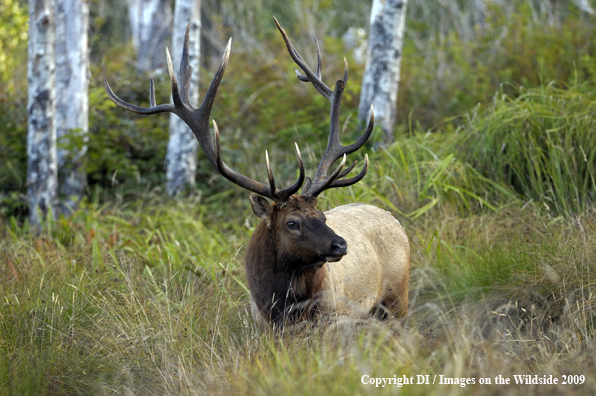 Roosevelt bull elk species.