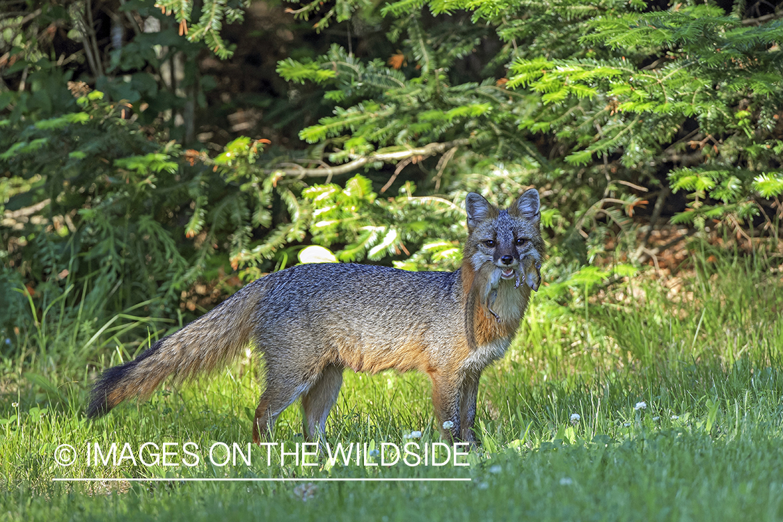 Gray fox with kill.