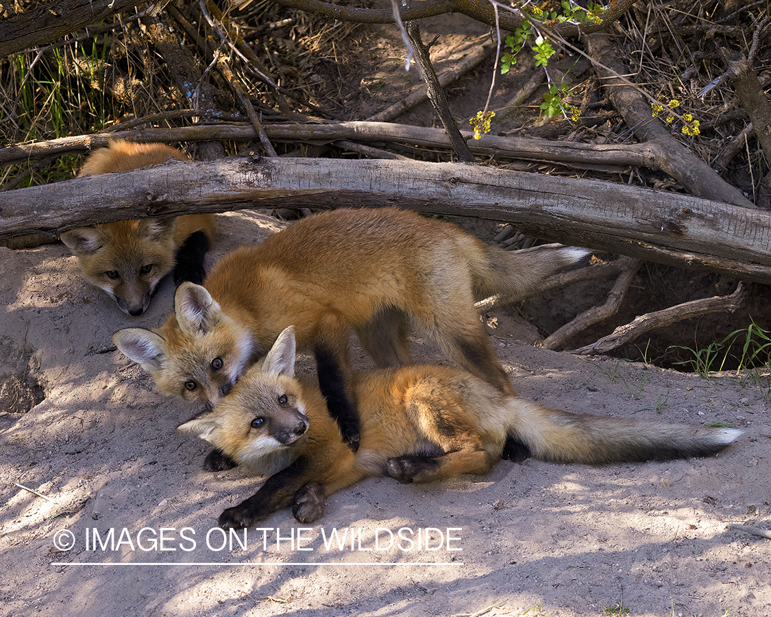 Fox pups