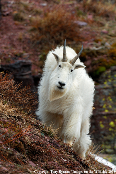 Billy Mountain Goat