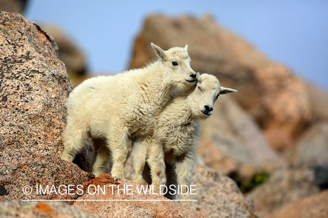 Rocky Mountain Goat kids.