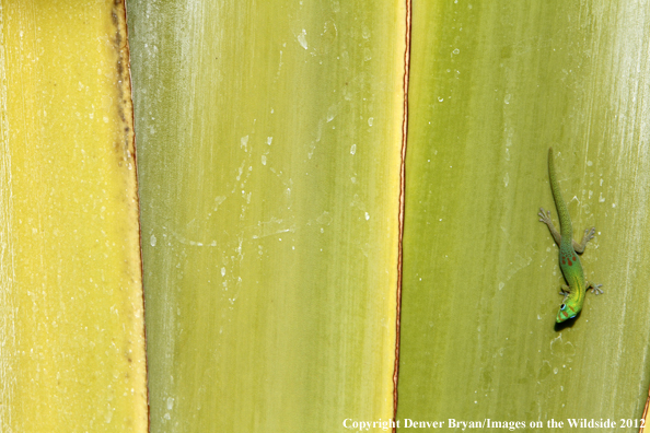 Gold dust day gecko on vegetation, Hawaii. 