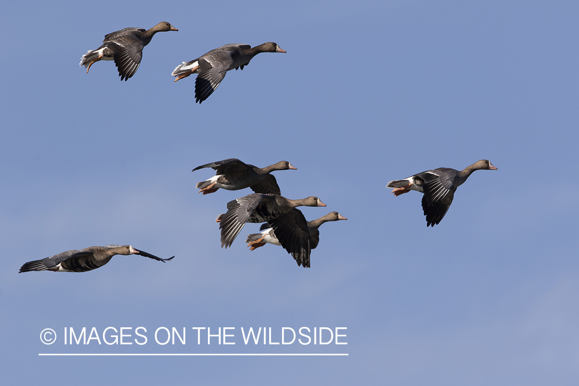 White-fronted geese in flight.