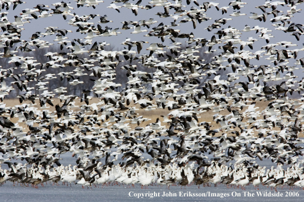 Snow geese in habitat.