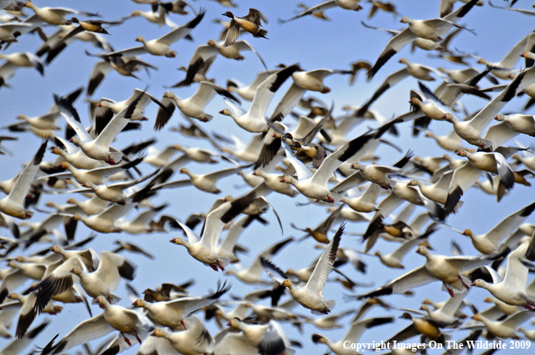 Snow Geese Flock