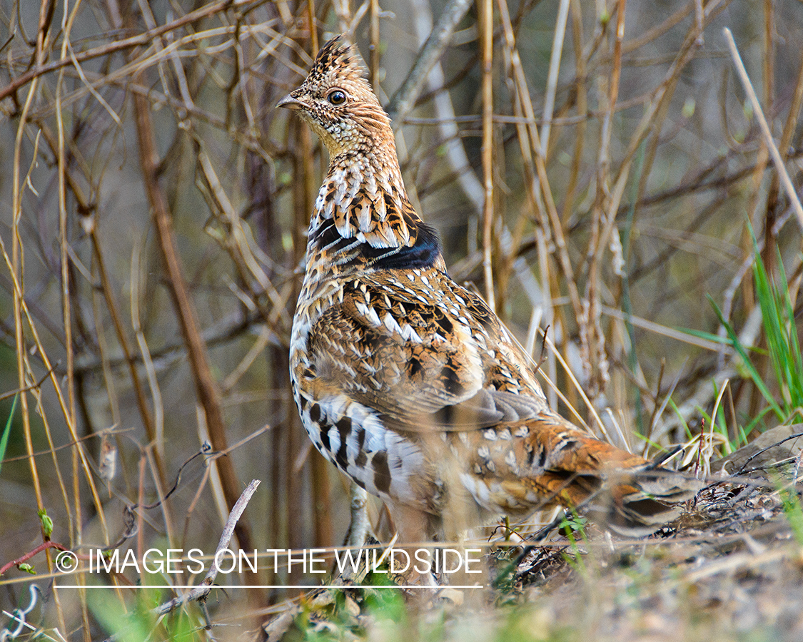 Ruffed Grouse.