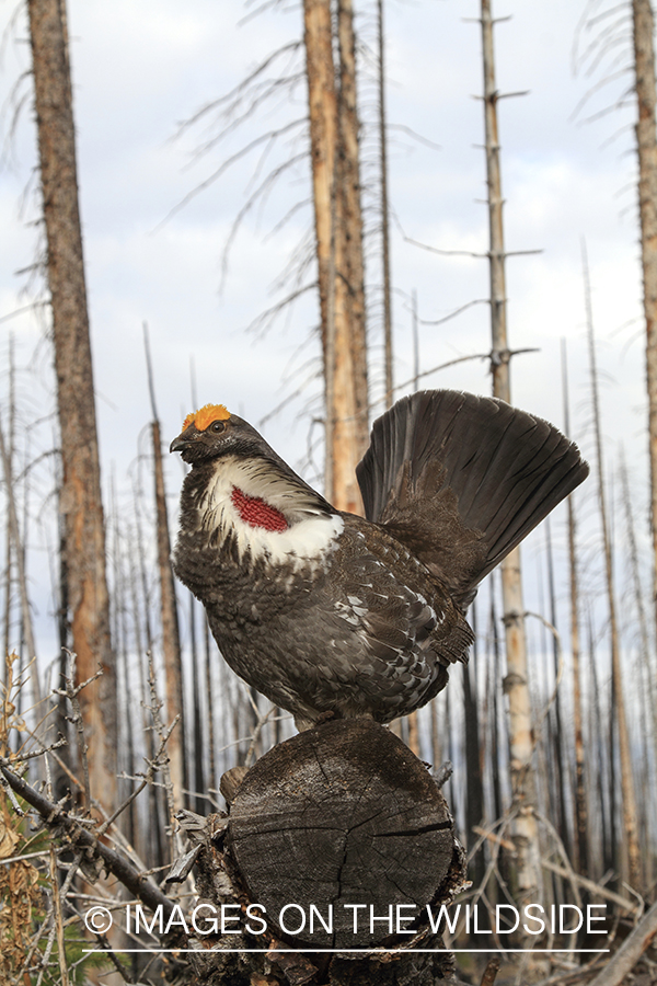 Male Dusky grouse displaying.