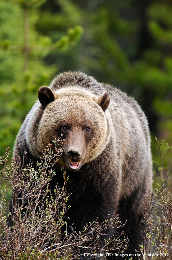 Grizzly Bear growling.