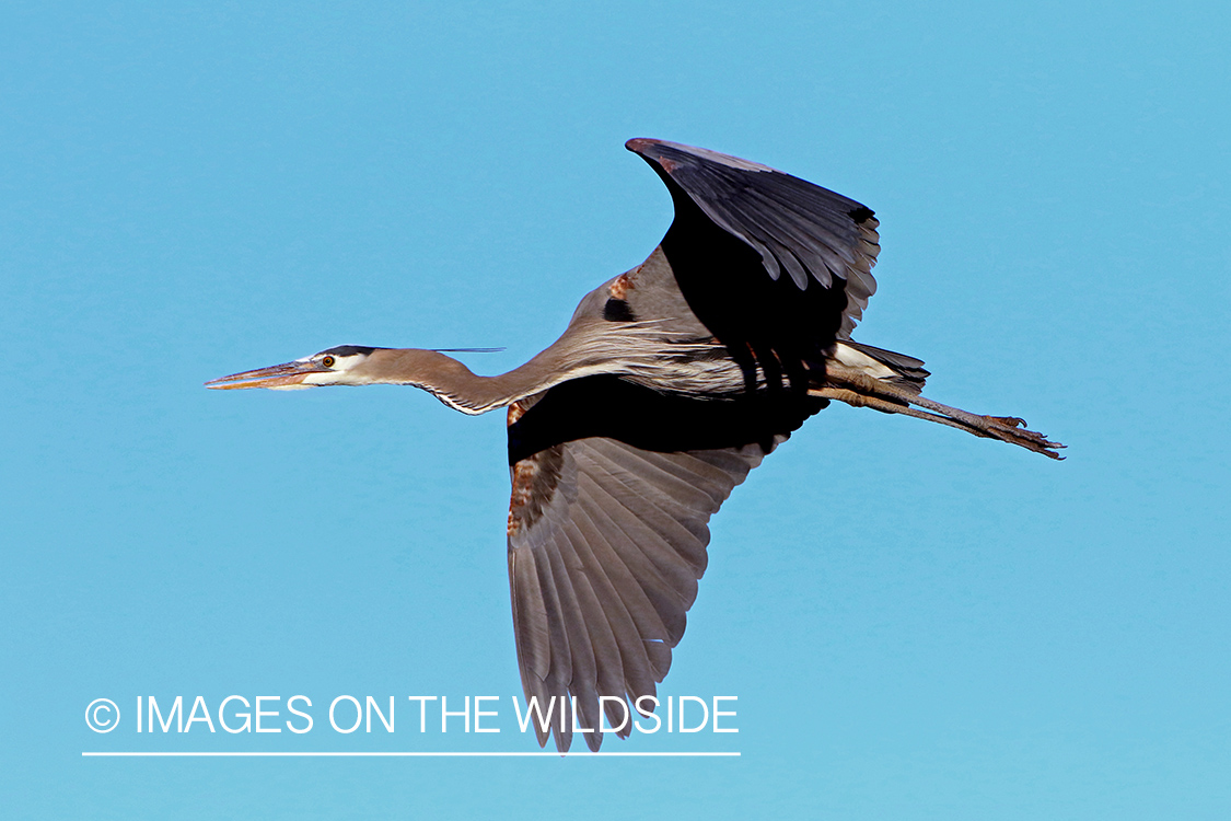 Great Blue Heron in habitat.