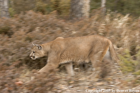 Mountain lion in habitat.