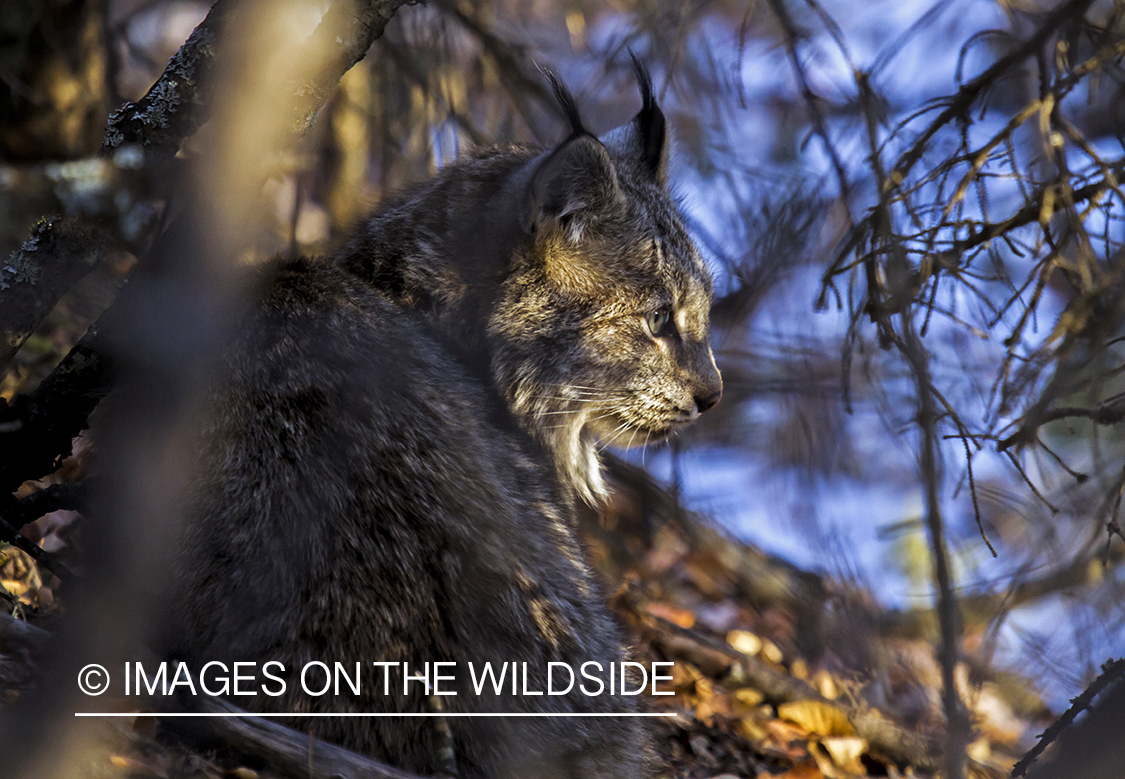 Lynx in habitat.