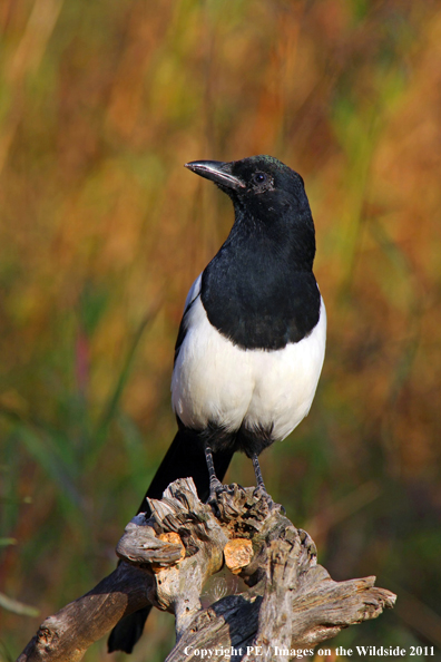 Magpie on log. 