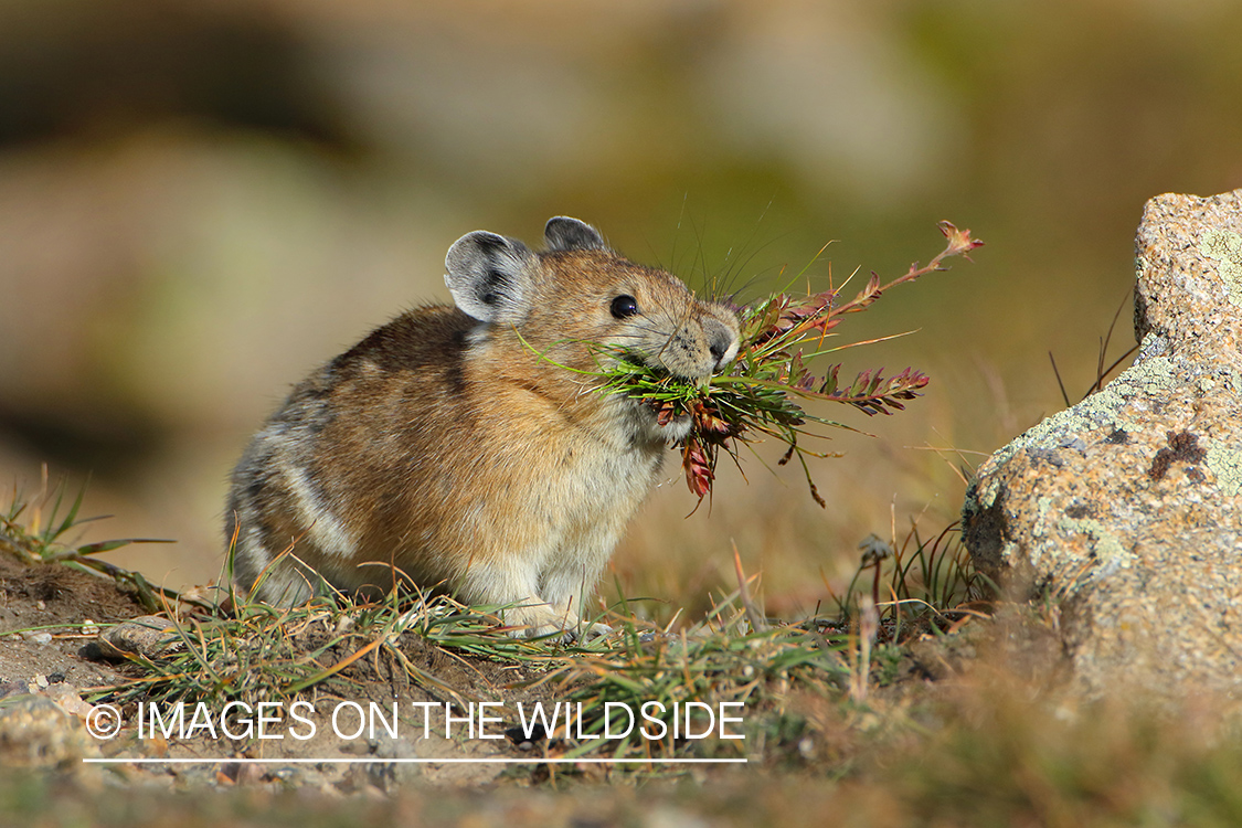 Pika gathering grass.