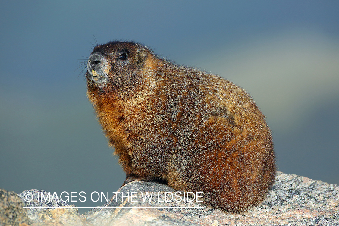 Yellow-bellied marmot in habitat.