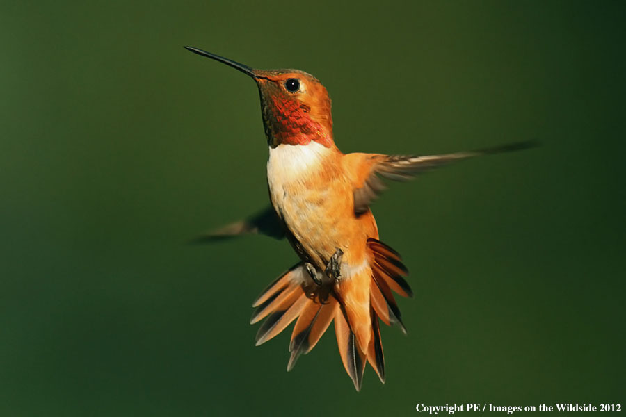 Rufous hummingbird in habitat.