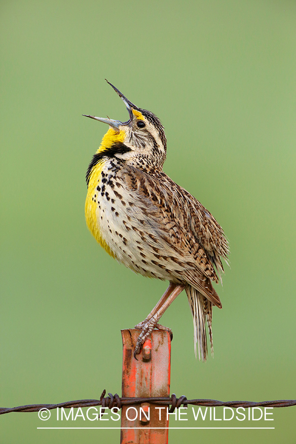 Western Meadowlark singing while perched on fence post. 