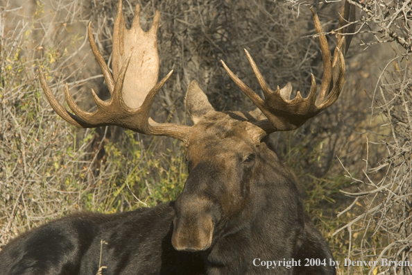 Shiras bull moose bedded down.