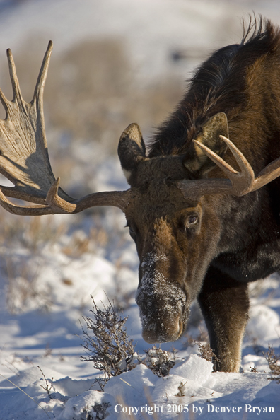 Shiras bull moose in habitat.