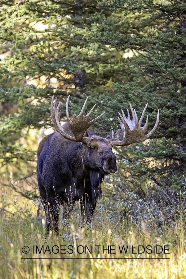 Shiras bull moose in habitat.