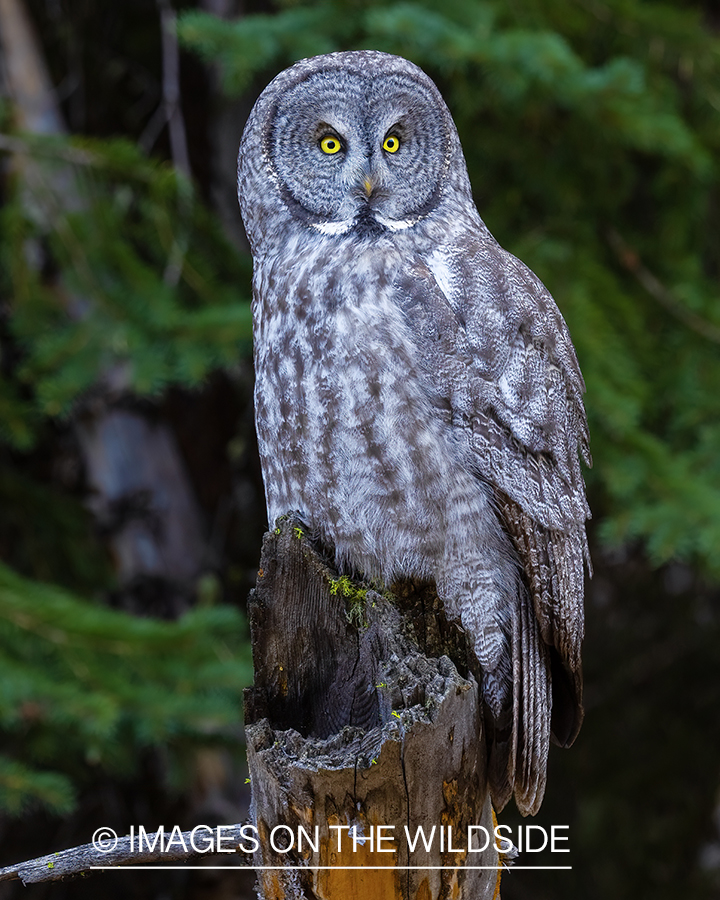 Great Grey Owl in habitat.