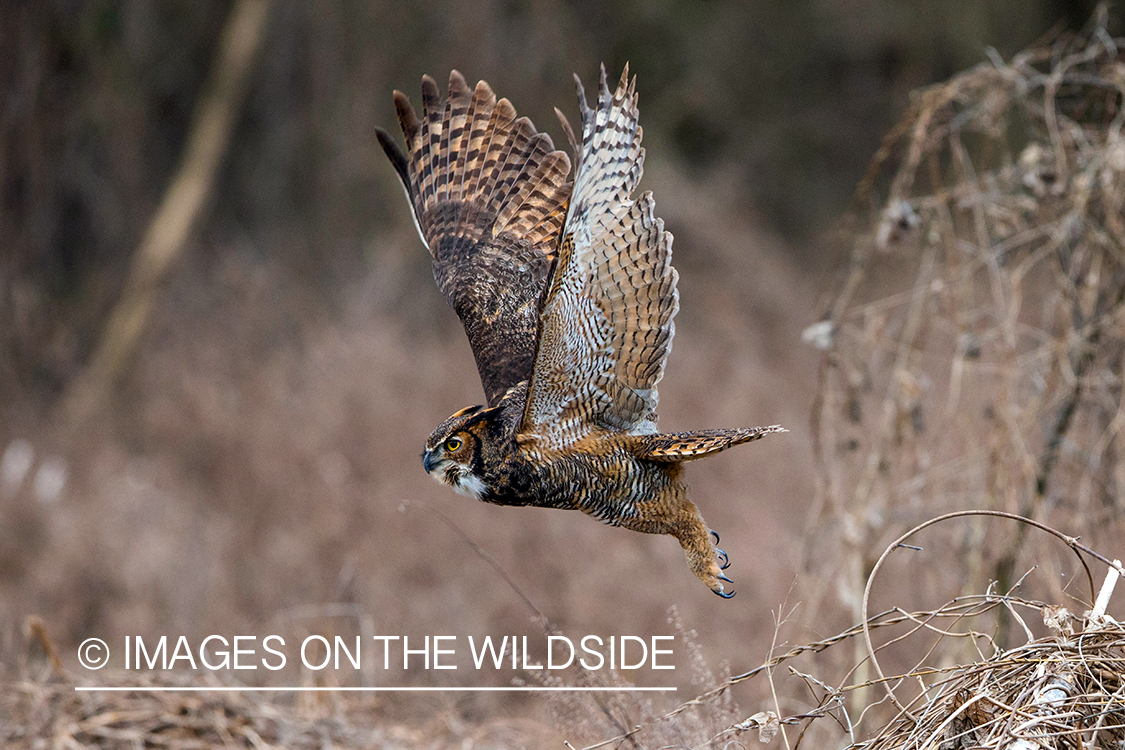 Great Horned Owl perched in flight.