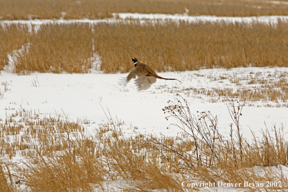 Ring-necked pheasant in habitat