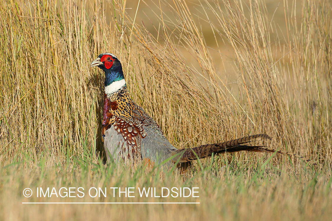 Ring-necked pheasant in habitat.