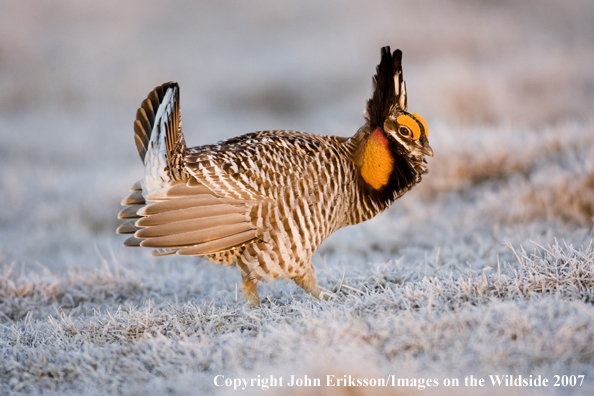 Greater Prairie Chicken in habitat.