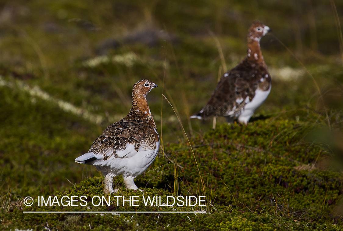 Willow ptarmigans in habitat.