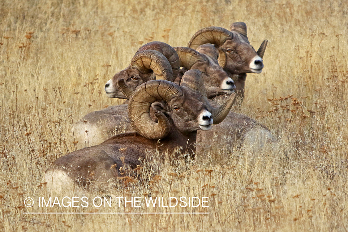 Group of Rocky Mountain Bighorn rams in field.