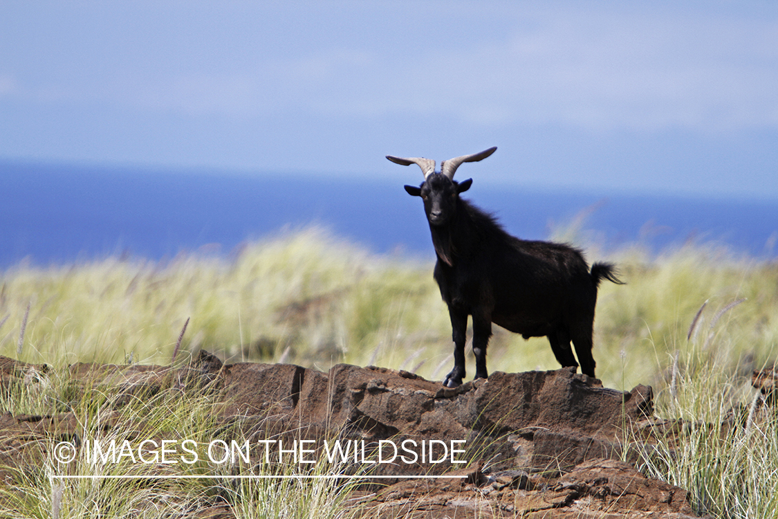 Hawaiian feral goat in habitat.