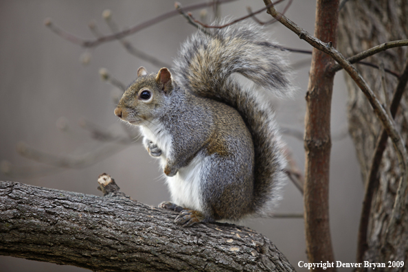 Gray squirrel in habitat.