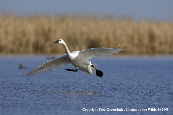 Trumpeter swan landing