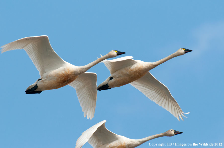 Whistling Swans in flight