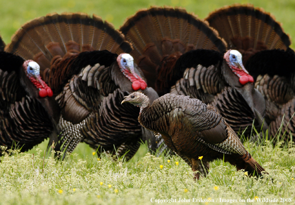 Eastern Wild Turkey toms with hen in foreground