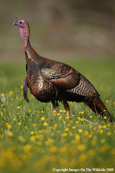 Eastern Wild Turkey in habitat