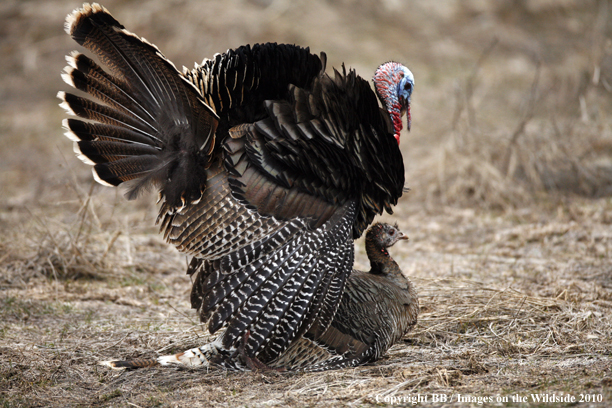 Tom (Merriam's) Turkey breeding Hen