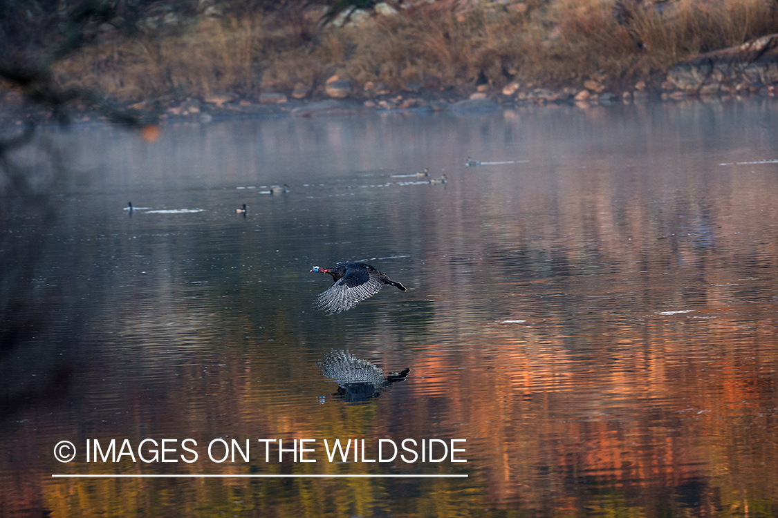 Rio Grande Turkeys flying.