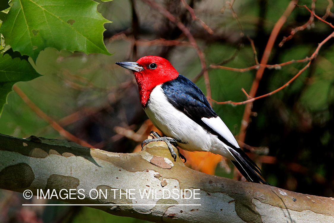 Red-headed Woodpecker in habitat.